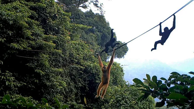 Hainan gibbons use a rope bridge