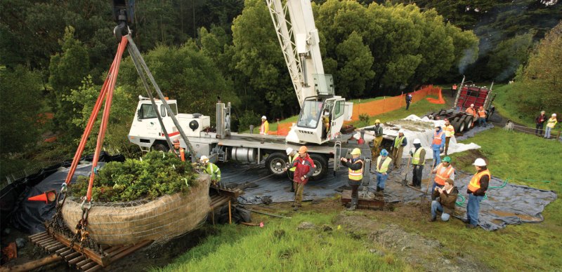a photo of the transplant process of the giant shrub