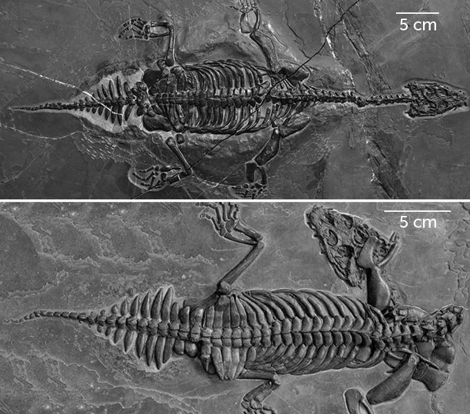 Two Brevicaudosaurus jiyangshanensis fossils