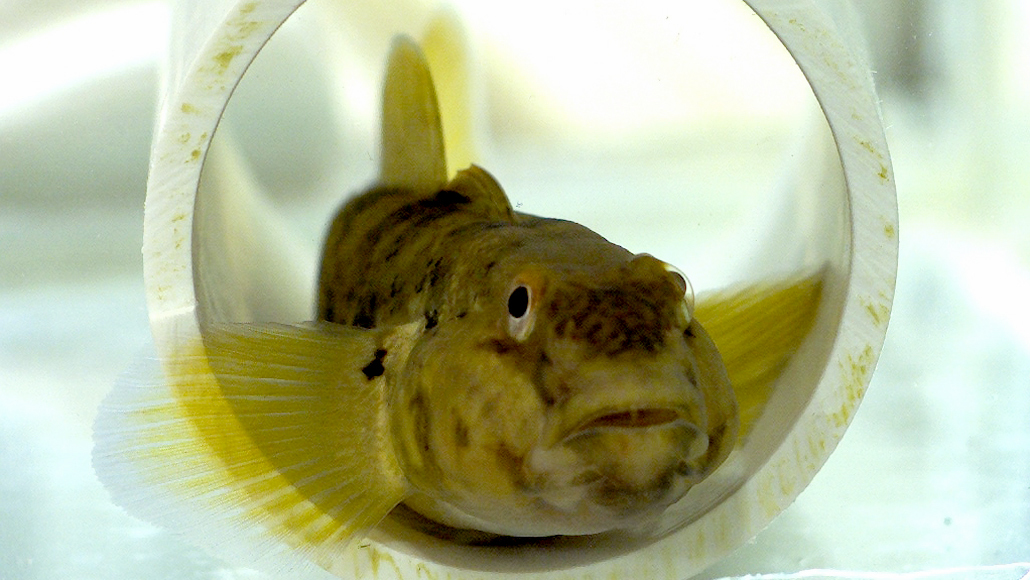 A fish’s fins may be as sensitive to touch as fingertips