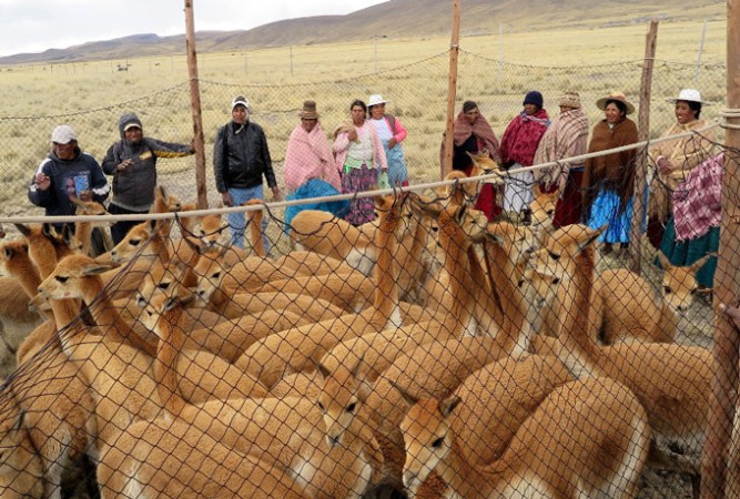 several people standing around a pen of wild vicuña