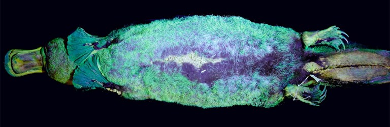 platypus glowing under ultraviolet light
