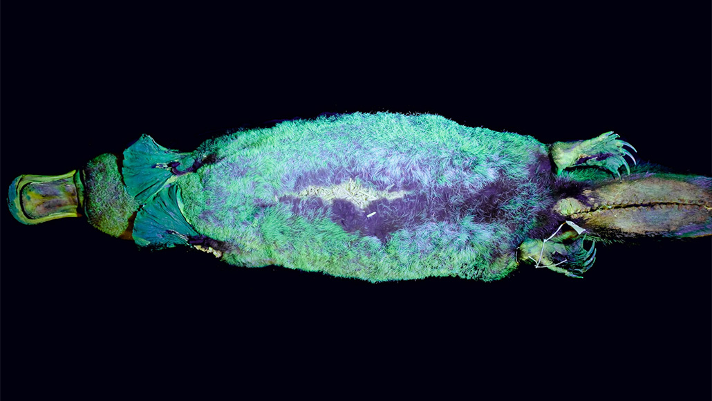 platypus glowing under ultraviolet light