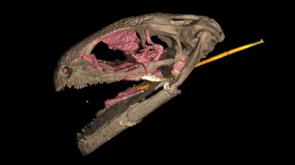 ancient amphibian skull