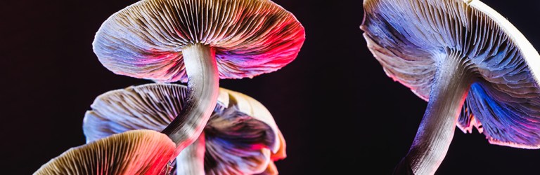 hallucinogenic mushrooms