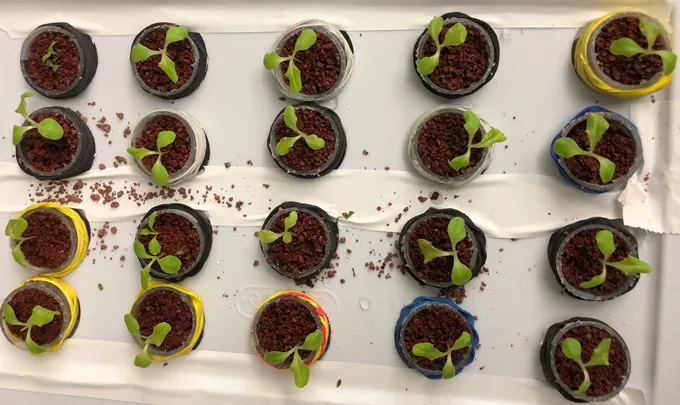 Plants growing in Mojave Desert soil