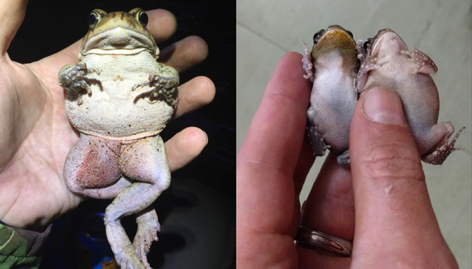 left: guttural toad in Durban. Right: guttural toads in Mauritius
