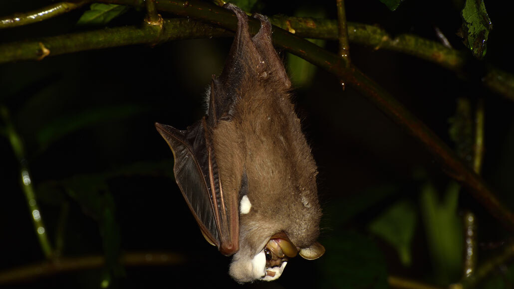 male wrinkle-faced bat