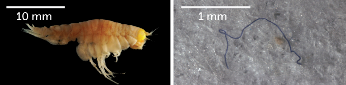 amphipod and microfiber it ingested