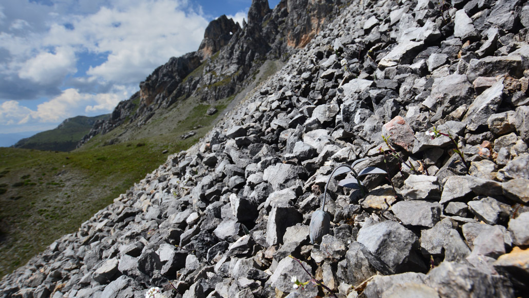 Fritillaria delavayi plant blending with rocky background