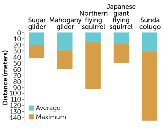 graph of the gliding distances of different mammals