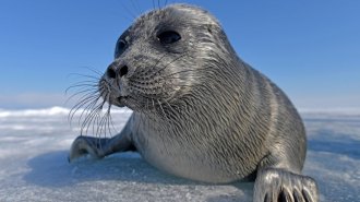 Baikal seal