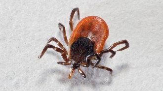 Black-legged tick