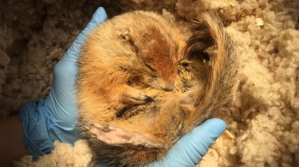 Arctic ground squirrels