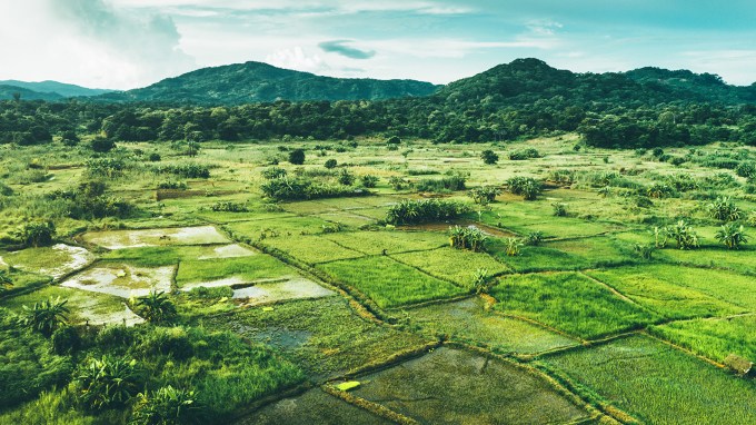 Malawi rice paddies