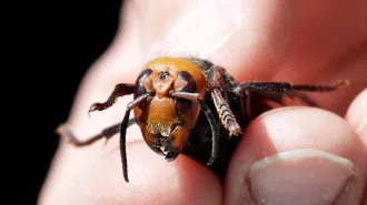 Asian giant hornet