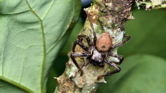 huntsman spider on a branch