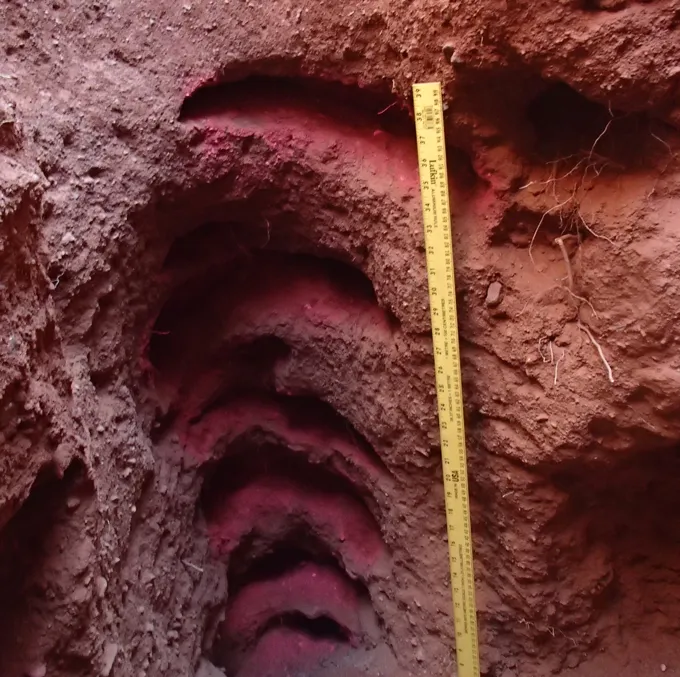 nesting burrow of a sand goanna