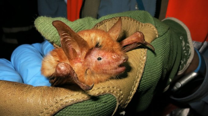 Orange and black bat species