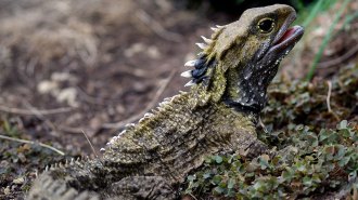 A tuatara, which looks like a spiny lizard