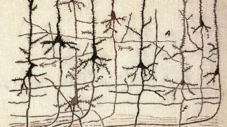 embroidery of pyramidal neurons
