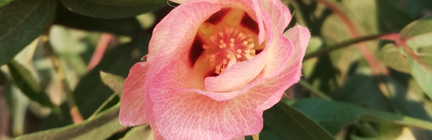 pink flower on a cotton plant in the Yucatan Peninsula