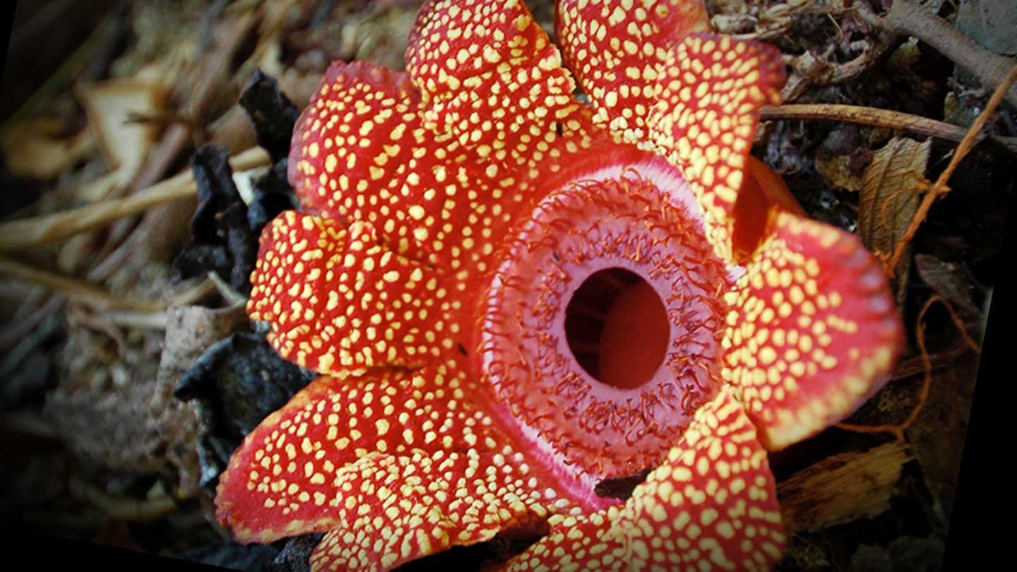A reeking, parasitic plant lost its body and much of its genetic blueprint