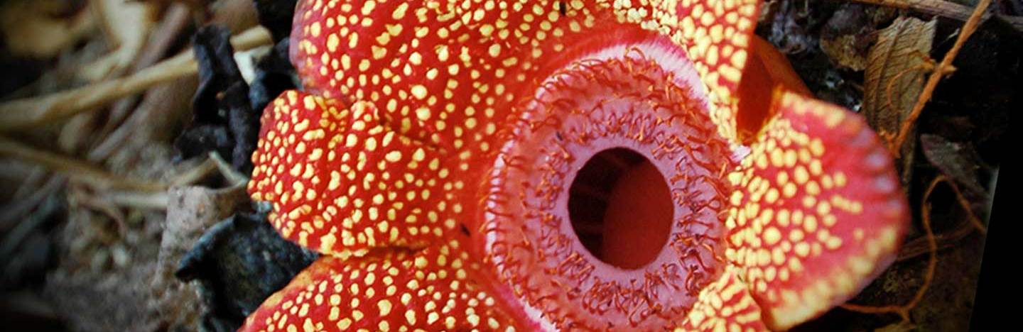 Sapria himalayana flower