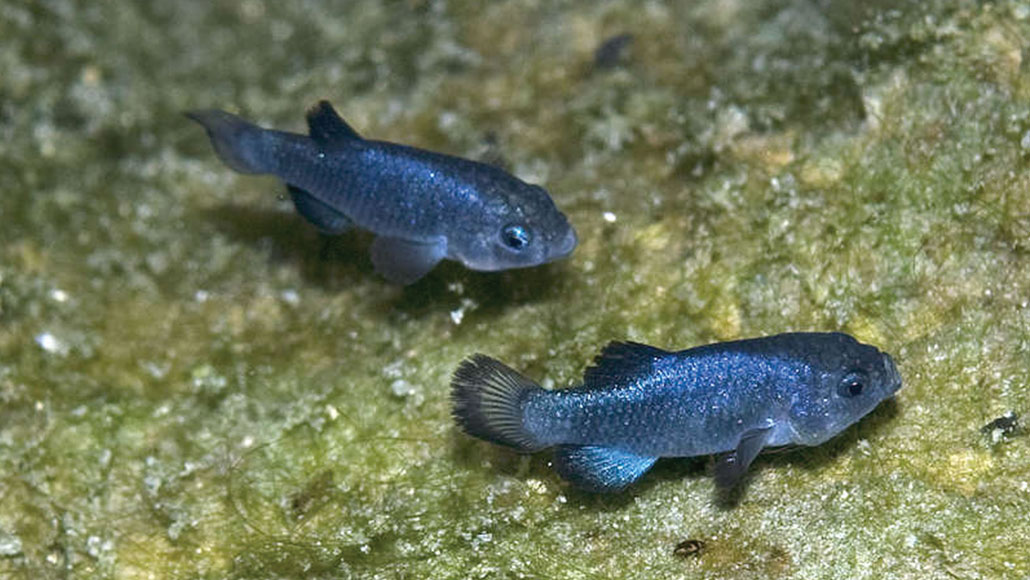 Devils Hole pupfish