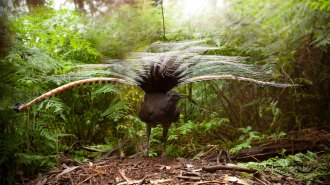 male superb lyrebird with feathers spread