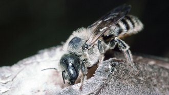female mason bee on hole in plant stem