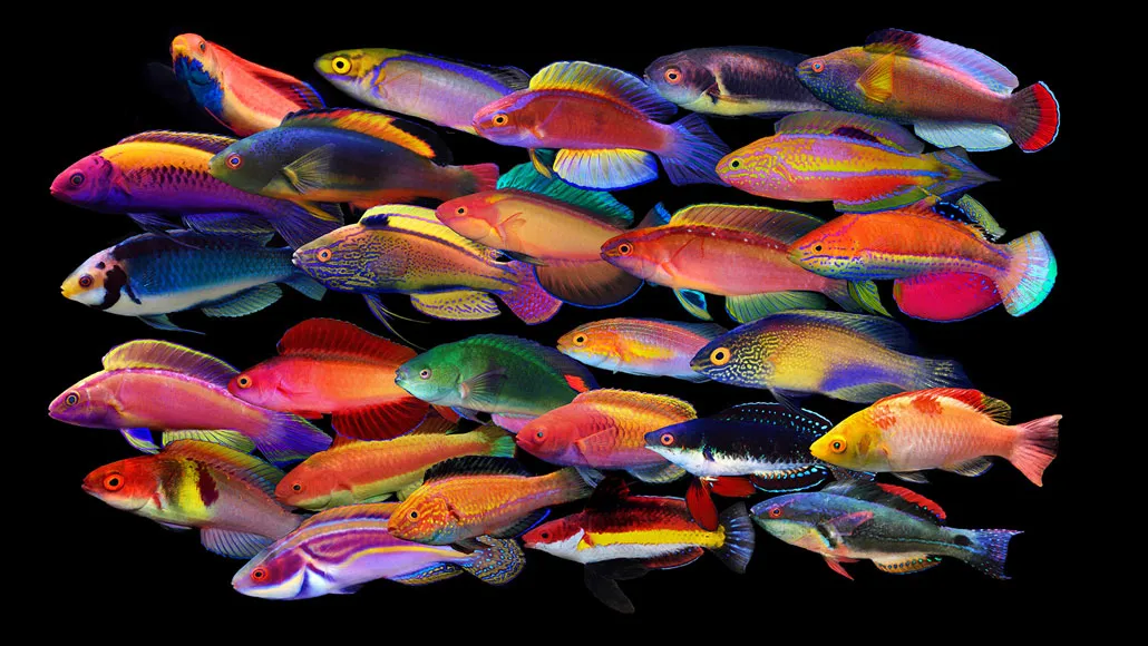 male fairy wrasse fish