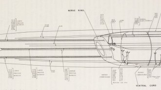 schematic diagram of the nervous system of C. elegans