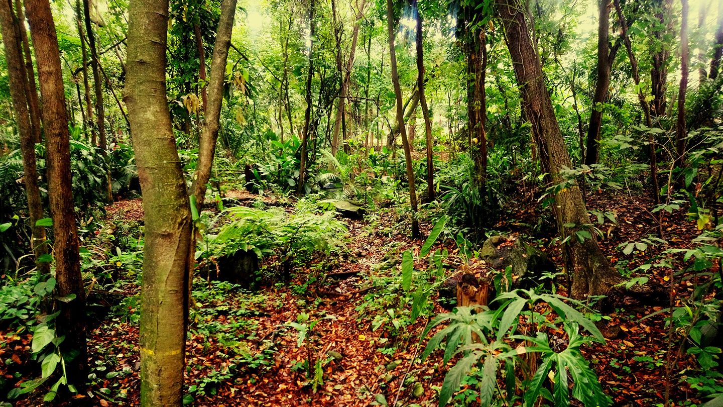 Photo: sciencenews.org tropical rainforest in Colombia