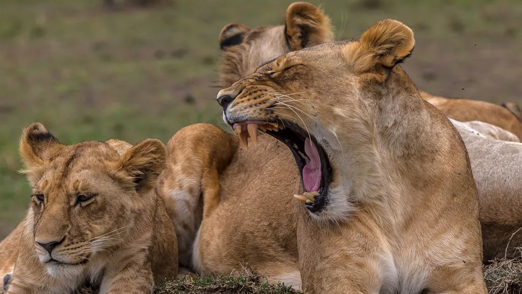 lion yawning