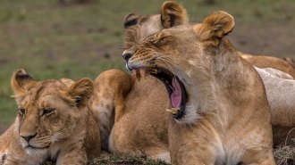 lion yawning