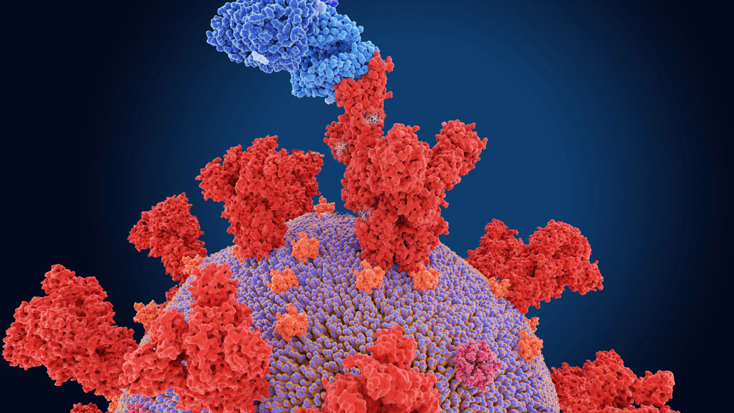 B.1.1.7 variant illustration