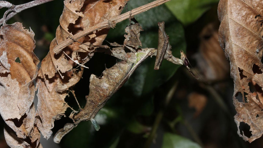 a mantis hanging from a leaf