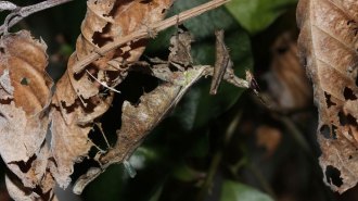 a mantis hanging from a leaf