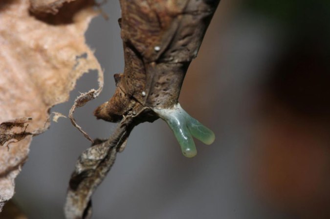 close-up of a y-shaped gland on a mantis