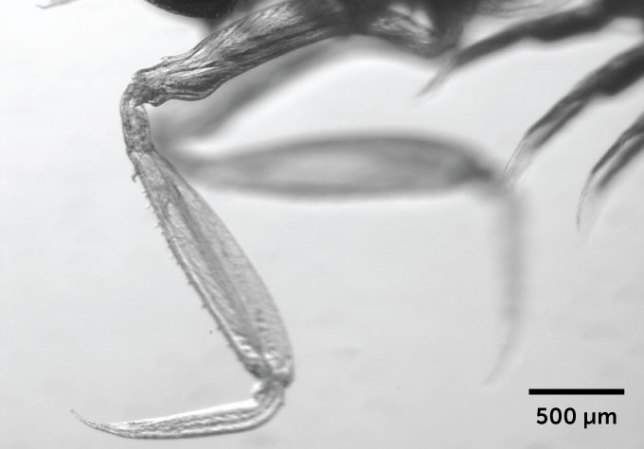 black and white image of the arm of a mantis shrimp larva