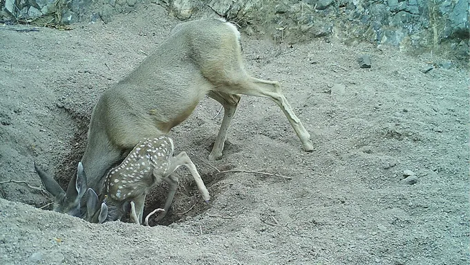 a doe and fawn leaning down to drink water out of a hole in the ground