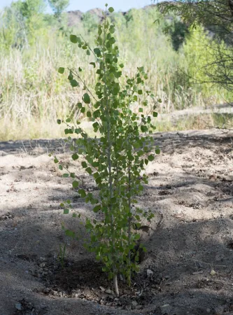 a photo of a small tree growing in a hole