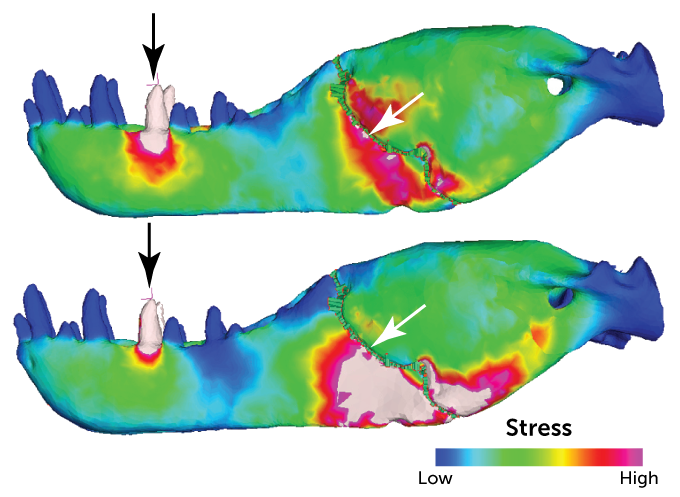 stress simulation of T. rex jaw
