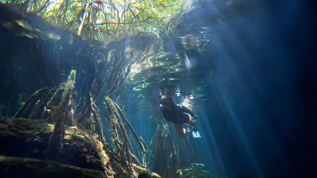 Mangrove trees in Mexico's Cristalino Cenote