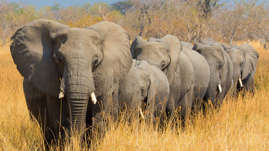 African elephants walking in a line