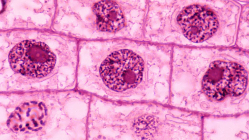 microscope image of plant cells