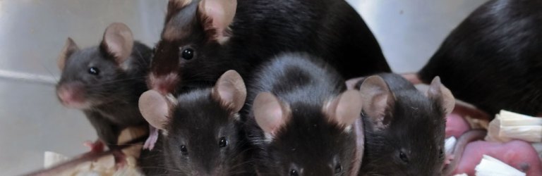 a group of mice that were exposed to space radiation