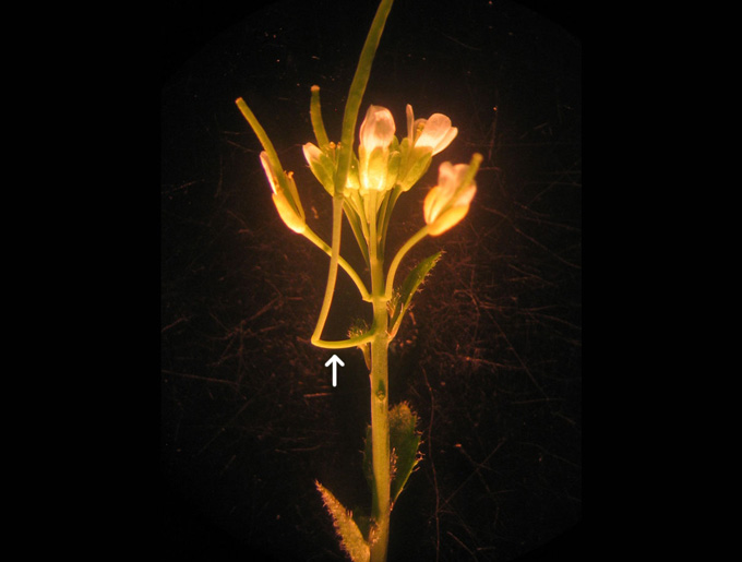 image of Arabidopsis thaliana plant with cantilever-like organ