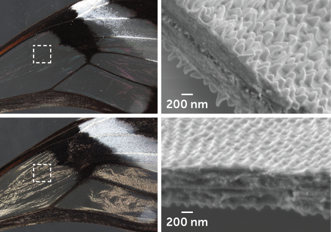 images of a glasswing butterfly's wing coated in wax and not coated in wax